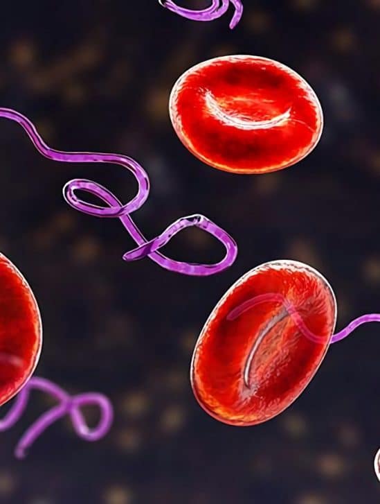 bacteries non viables pourraient etre origine symptomes persistants maladie lyme