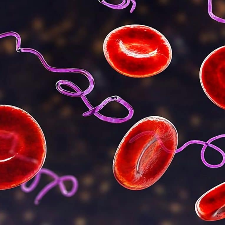 bacteries non viables pourraient etre origine symptomes persistants maladie lyme