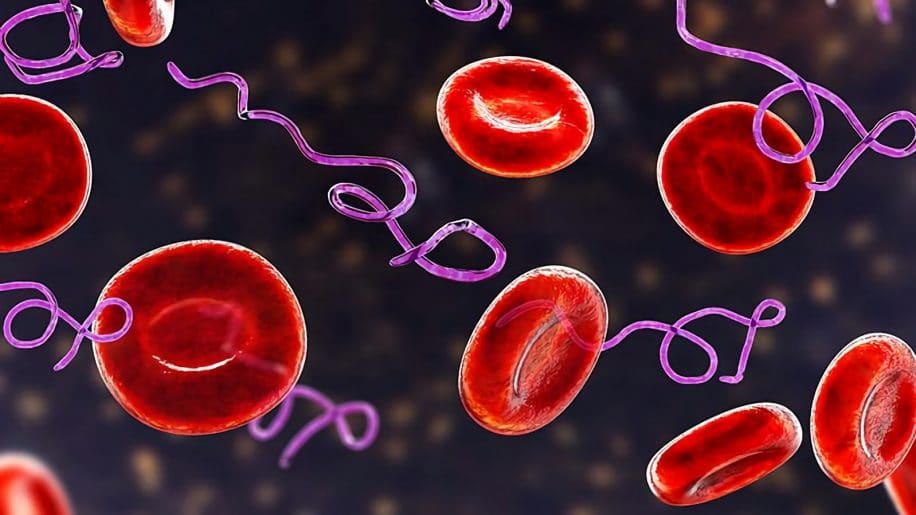 bacteries non viables pourraient etre origine symptomes persistants maladie lyme