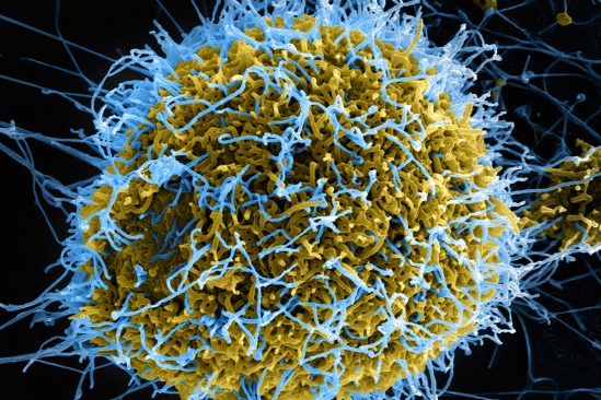 danger virus synthétiques