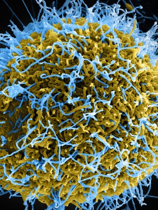 danger virus synthétiques