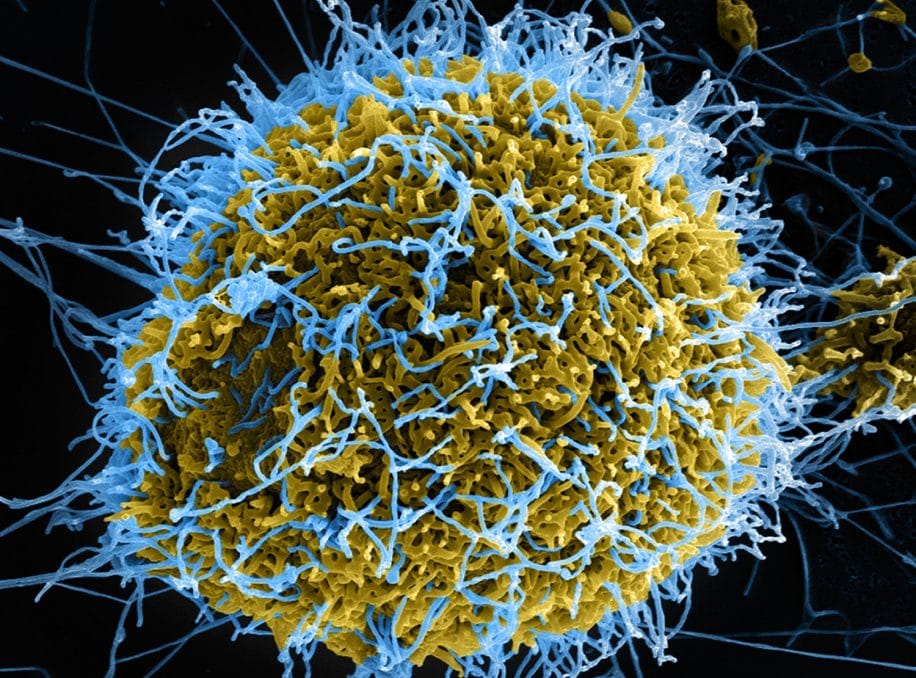 danger virus synthétiques