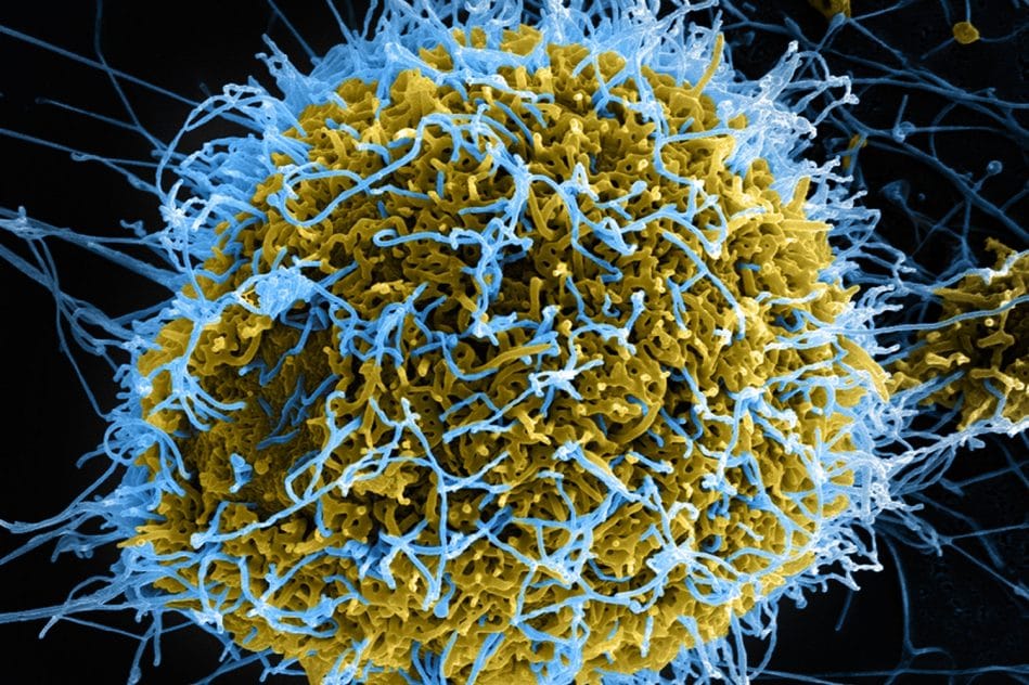 danger virus synthétiques
