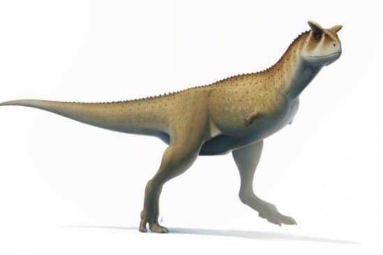 nouvelle espèce dinosaure nord Argentine
