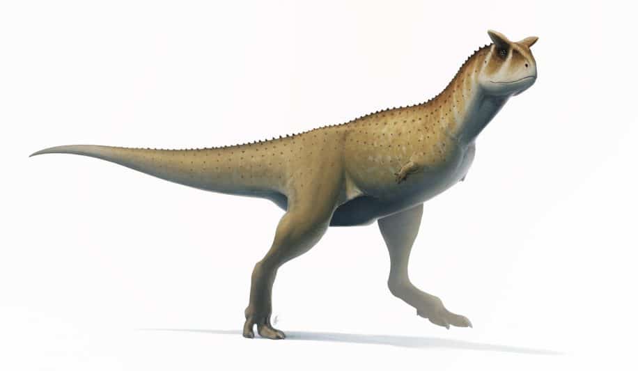 nouvelle espèce dinosaure nord Argentine
