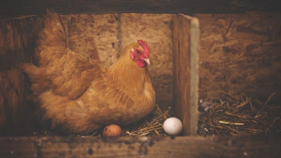 oeuf ou poule lequel est arrive premier