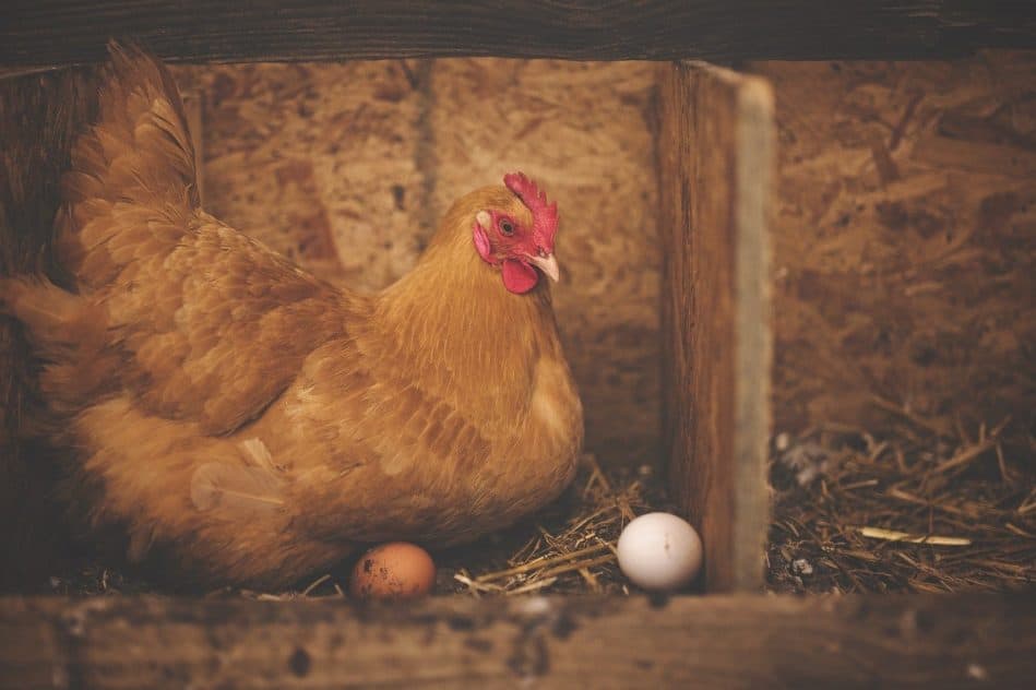 oeuf ou poule lequel est arrive premier