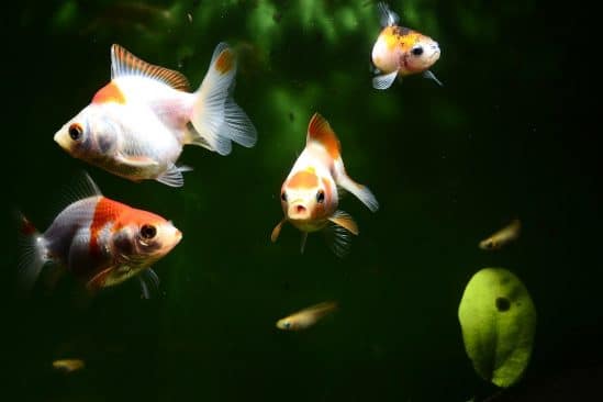 poissons produisent aussi sons pour communiquer