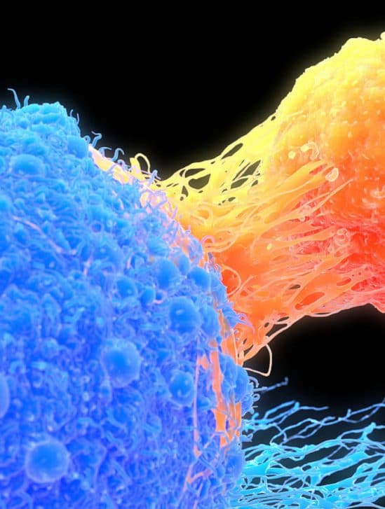 rajeunissement cellules immunothérapie