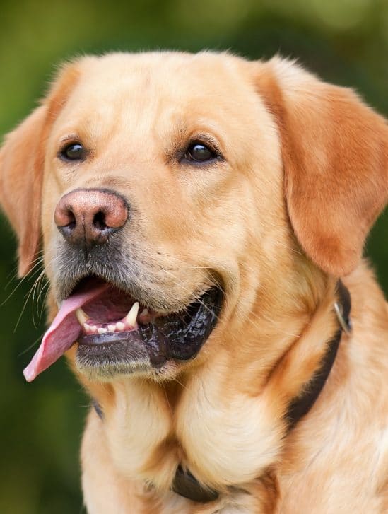 chien reconnaît son corps obstacle