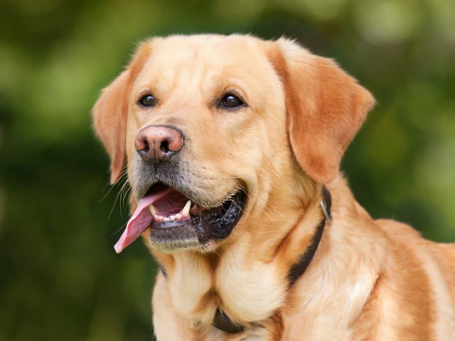 chien reconnaît son corps obstacle
