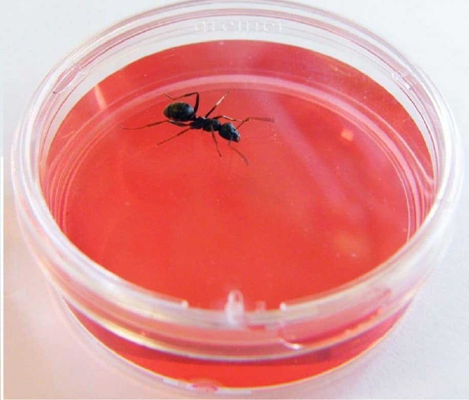 fourmis capables detecter odeur cancer