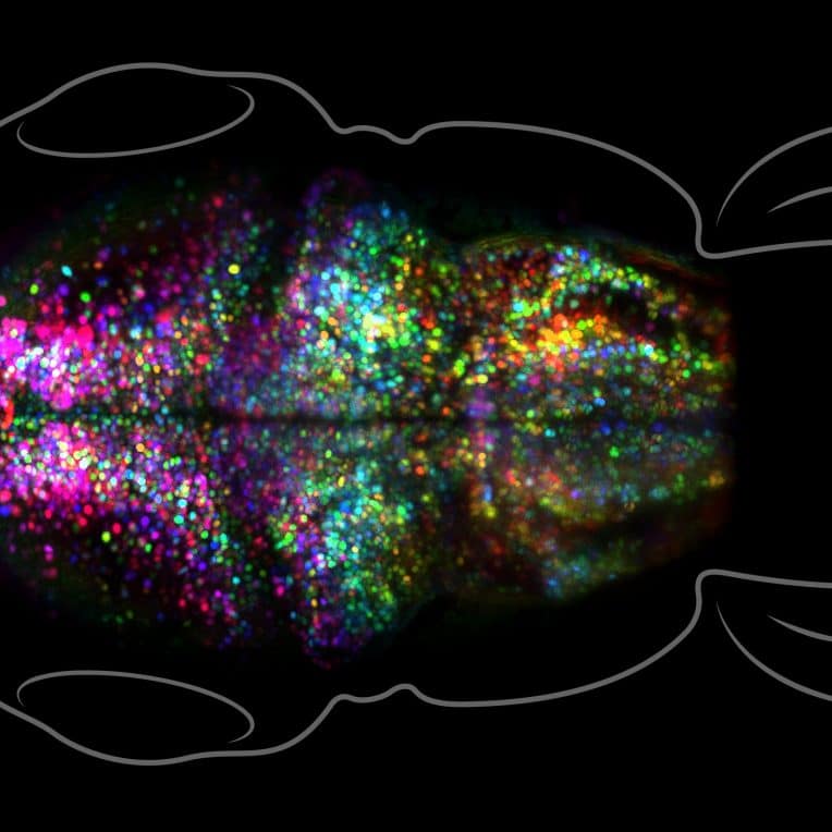 image cerveau creation souvenir temps reel innovation