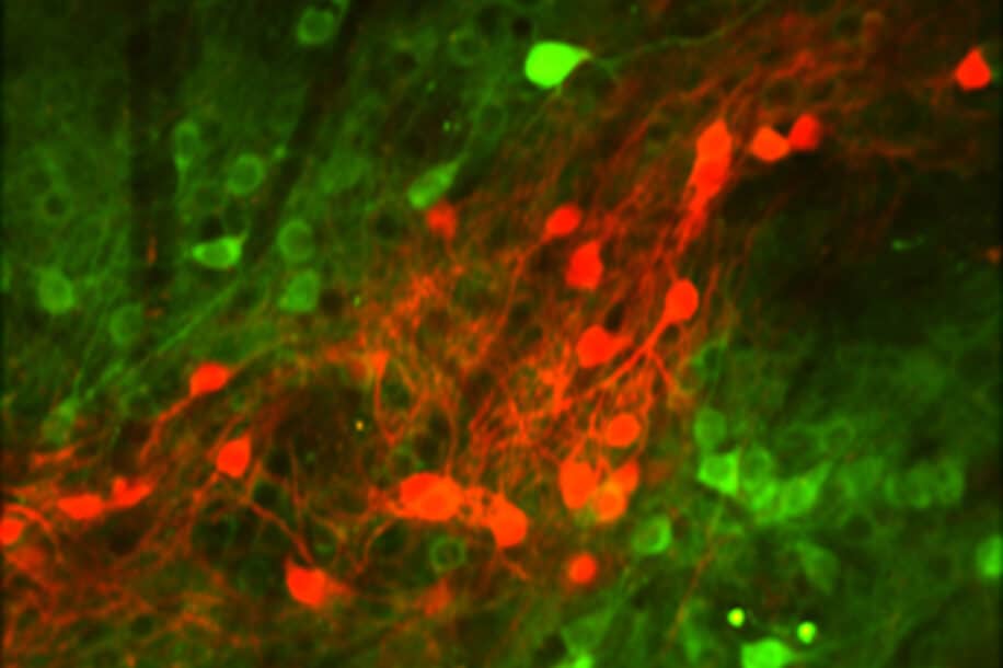 neurones encodage résultat actions