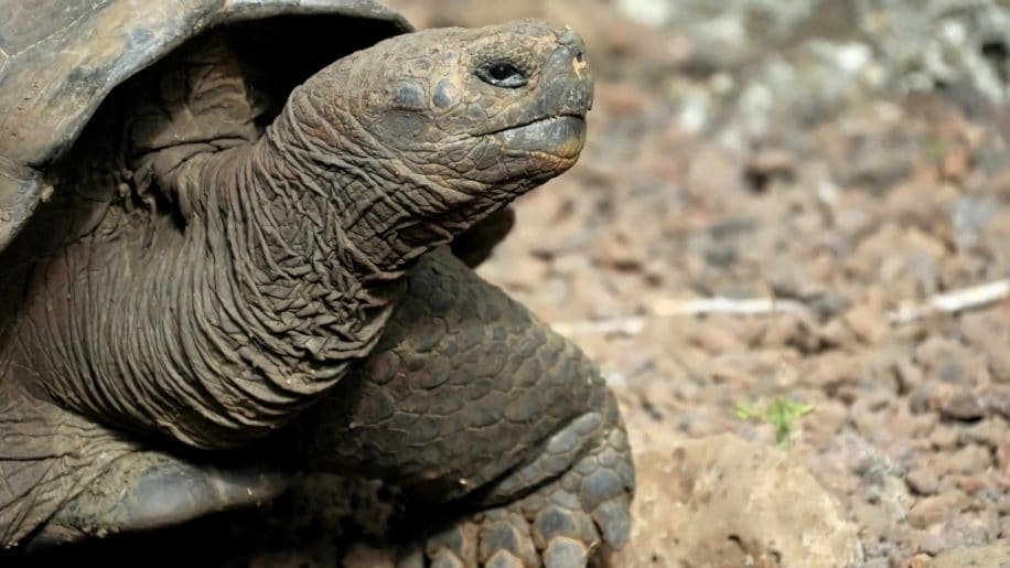 nouvelle espece tortue geante decouverte sur ile galapagos