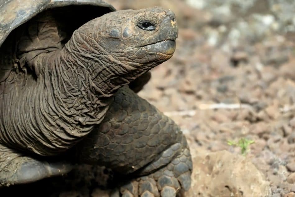 nouvelle espece tortue geante decouverte sur ile galapagos