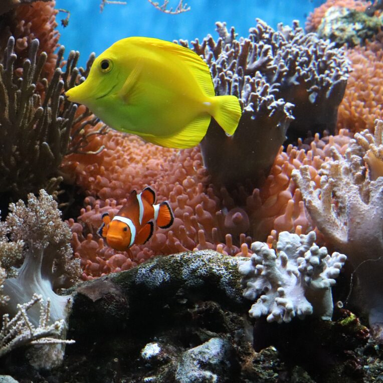 poisson coralliens perdent couleur blanchissement