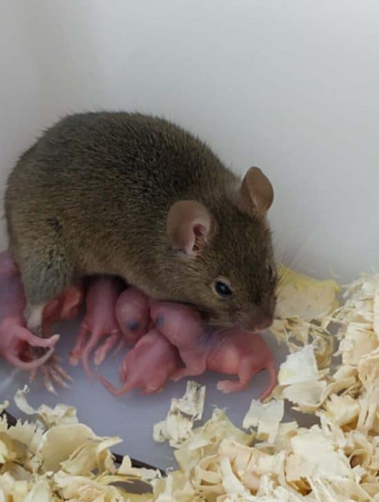 souris parthénogenèse