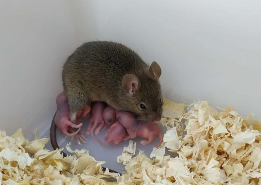 souris parthénogenèse