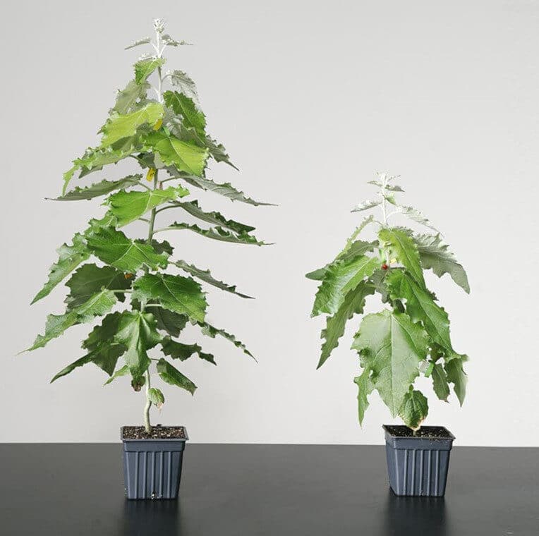 amélioration photosynthèse arbres