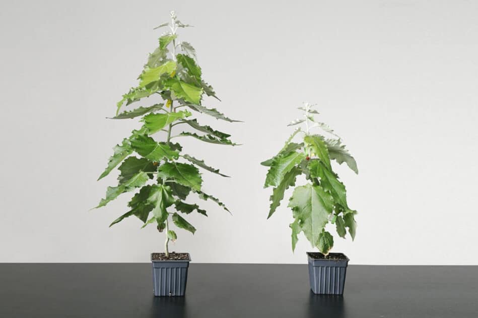 amélioration photosynthèse arbres