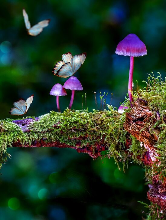 champignon hallucinogene dépression