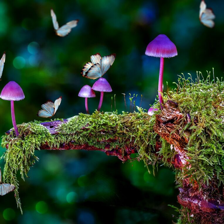 champignon hallucinogene dépression