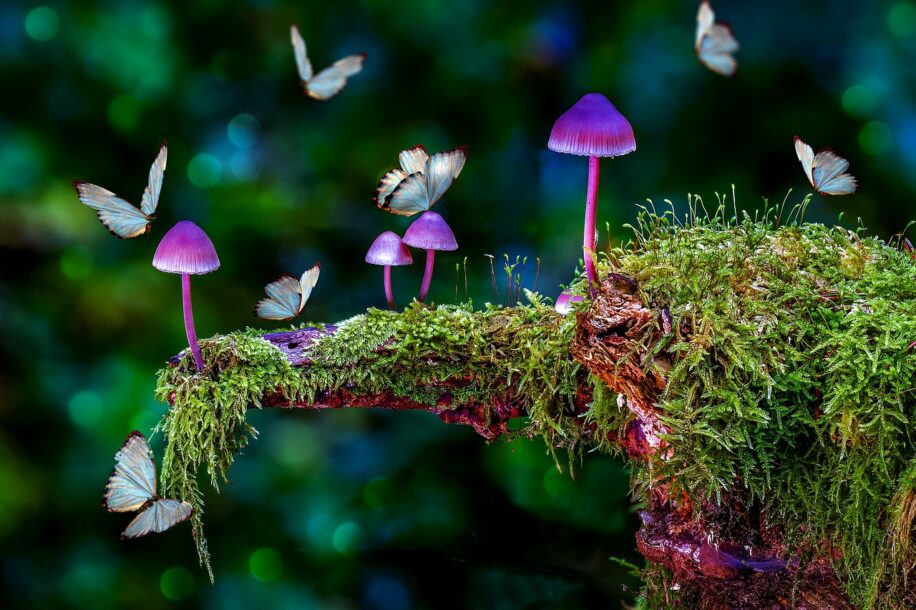 champignon hallucinogene dépression