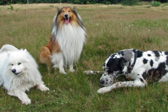 dressage chien instinct meute loup