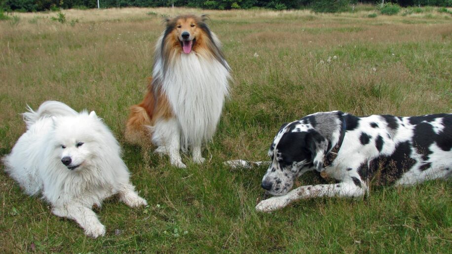 dressage chien instinct meute loup
