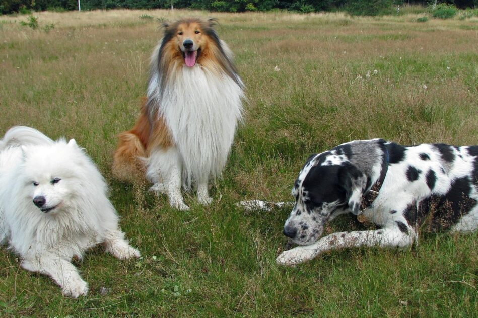 dressage chien instinct meute loup