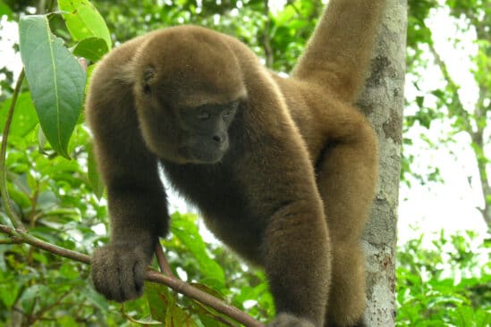 droits juridiques animaux sauvages Equateur