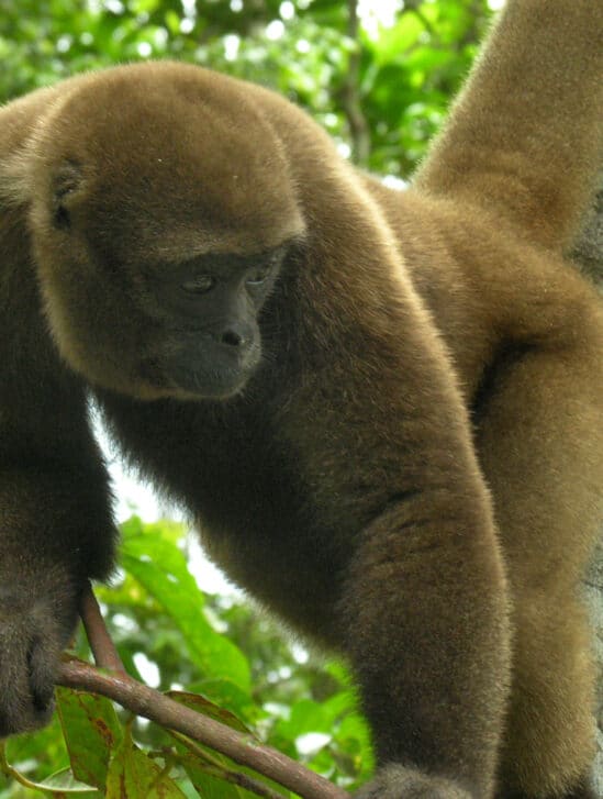 droits juridiques animaux sauvages Equateur