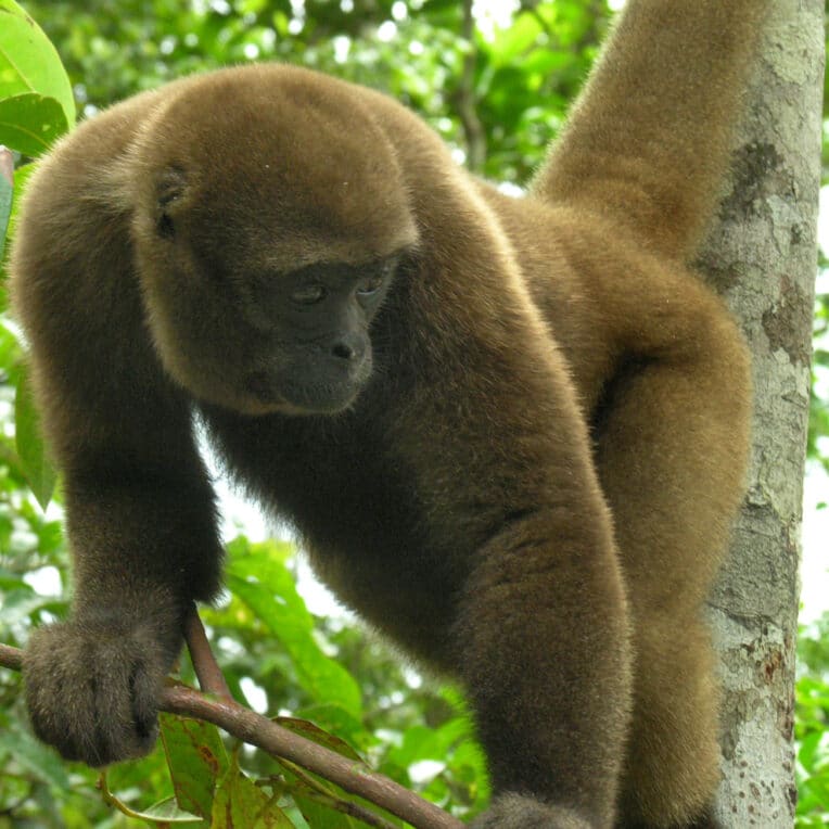 droits juridiques animaux sauvages Equateur