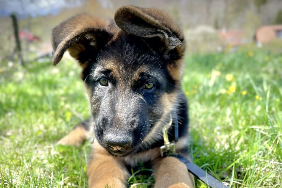 genetique pourquoi resister chiots domestication