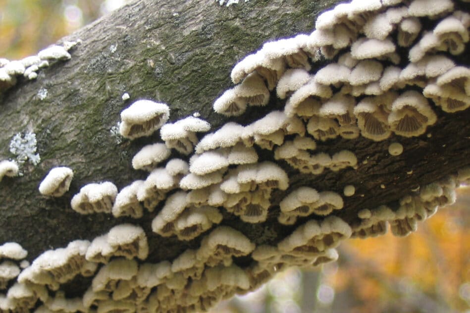 langage communication champignons