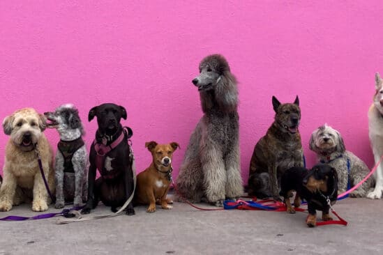 lien race comportement chiens