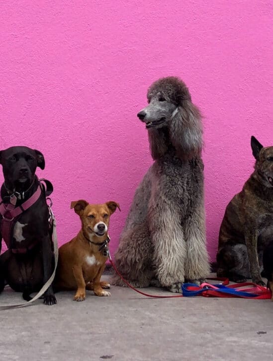 lien race comportement chiens