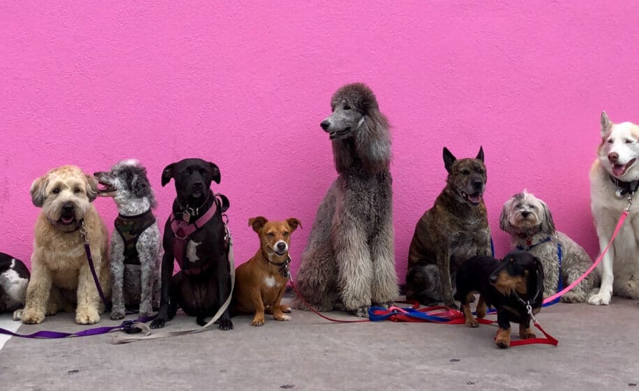 lien race comportement chiens