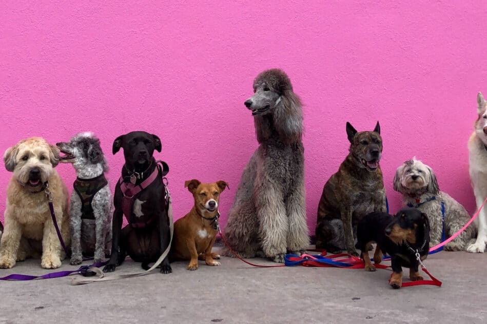 lien race comportement chiens