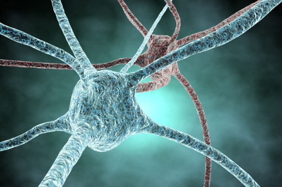neurones synthétiques biomatériaux