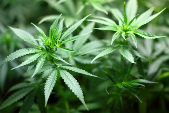 planter cannabis dans l'espace