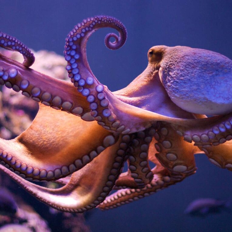 poulpe culture societe intelligence animale ethique ferme aquacole