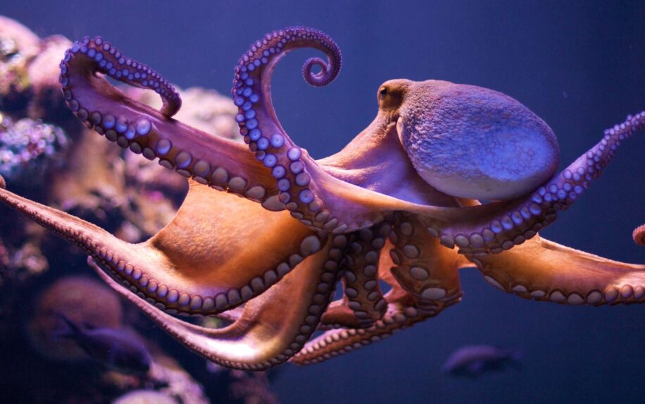 poulpe culture societe intelligence animale ethique ferme aquacole
