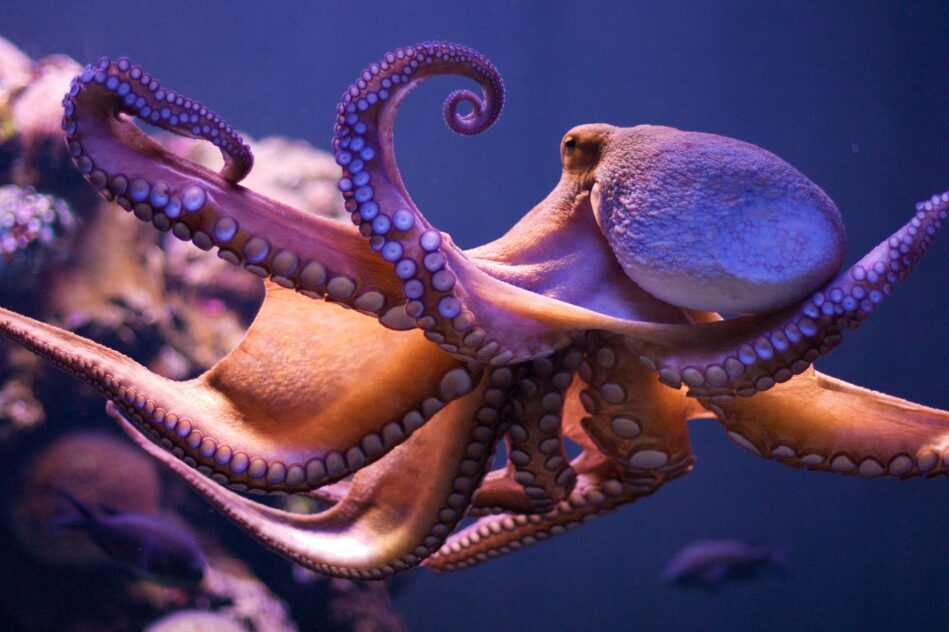 poulpe culture societe intelligence animale ethique ferme aquacole