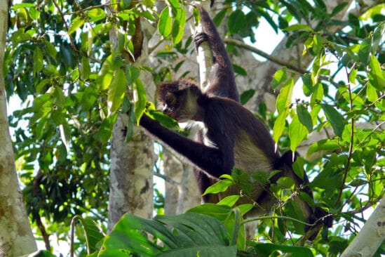 primates consommation alcool