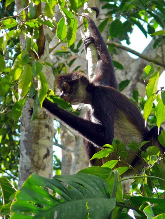 primates consommation alcool