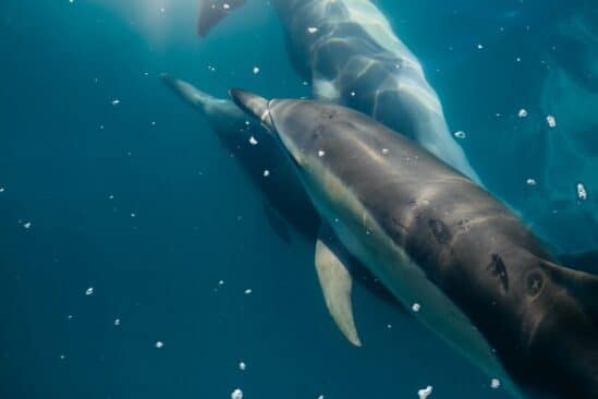 russie utiliserait dauphins proteger base militaire ukraine