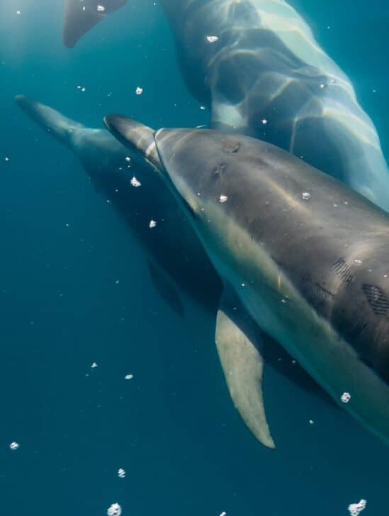 russie utiliserait dauphins proteger base militaire ukraine