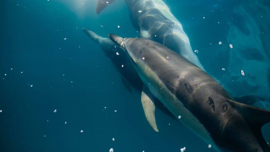 russie utiliserait dauphins proteger base militaire ukraine